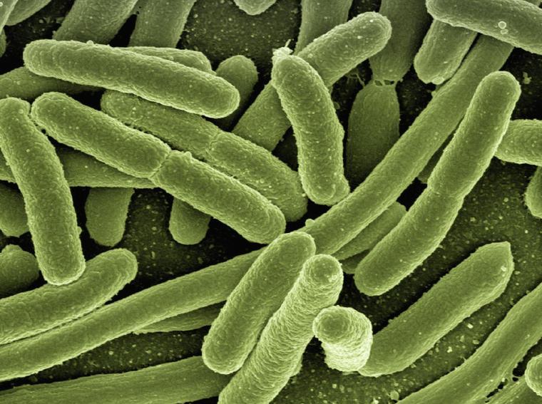 Alerta en Estados Unidos por muertes relacionadas con la bacteria "come carne"