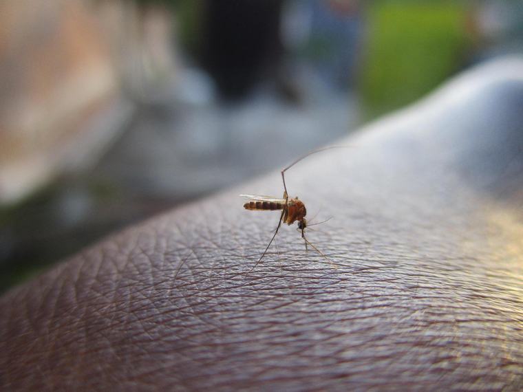 Honduras confirma primer caso de chikungunya importado en 2026