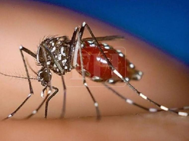 Confirman primer caso importado de chikungunya en Honduras